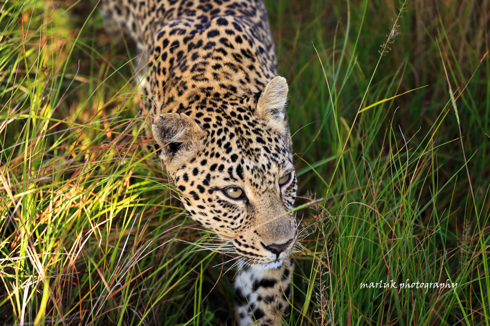 Leopard auf Morgenpirsch