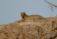 Leopard auf seinem besten Aussichtspunkt