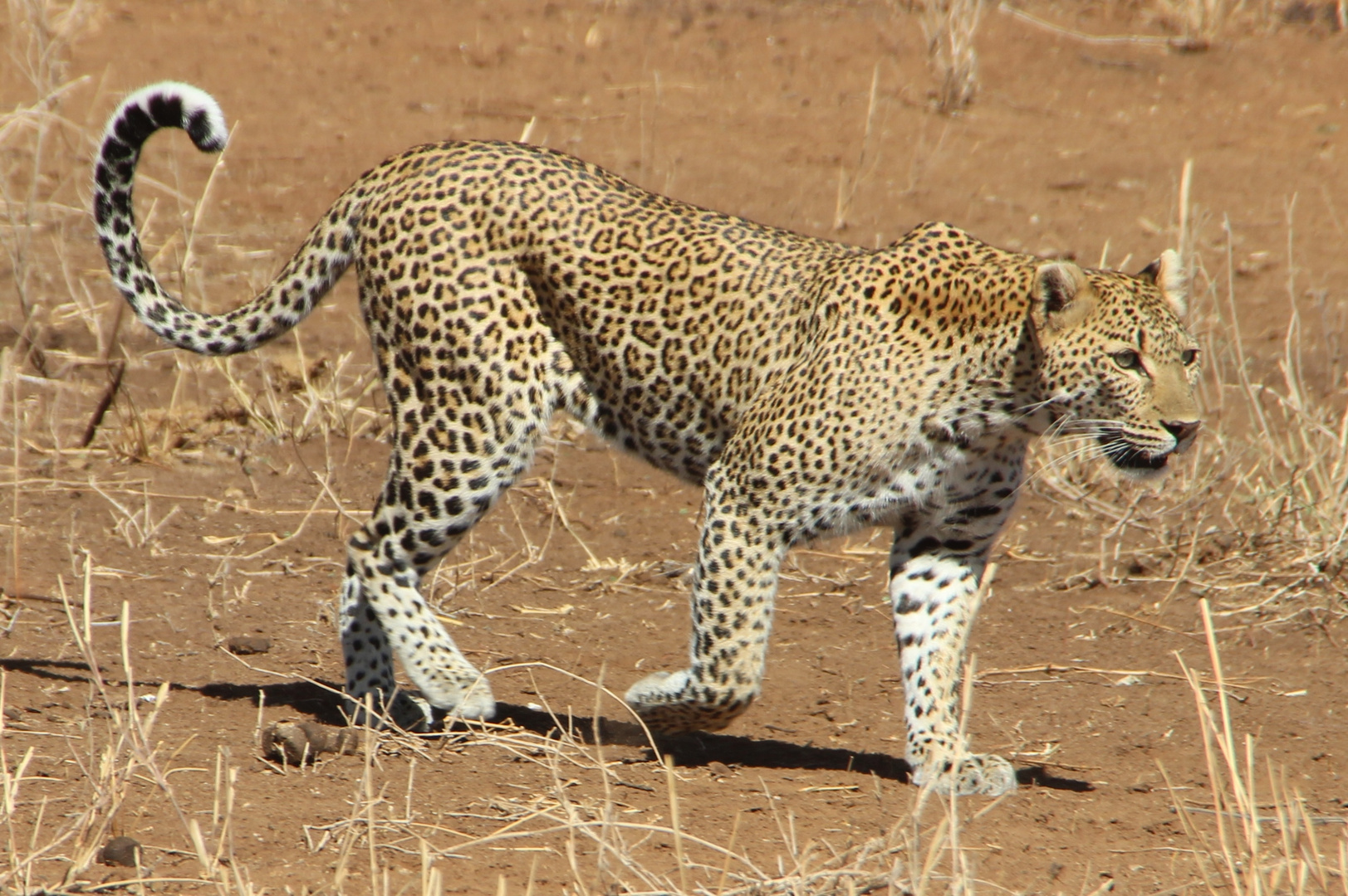 Leopard auf Wanderschaft