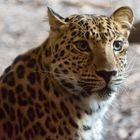 Leopard aus Schönbrunn/Wien