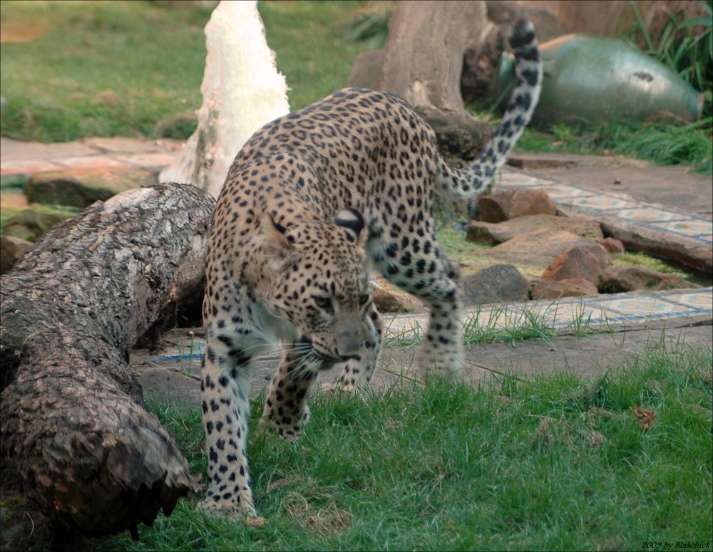 Leopard