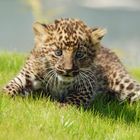 Leopard Baby