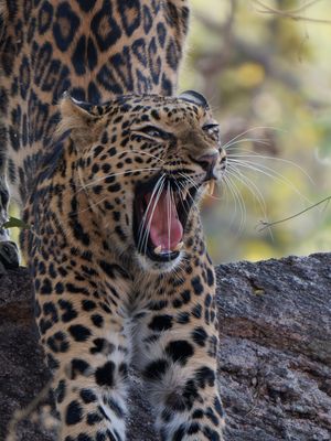 Leopard - Begegnung im Pench Nationalpark