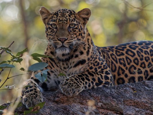 Leopard - Begegnung im Pench Nationalpark