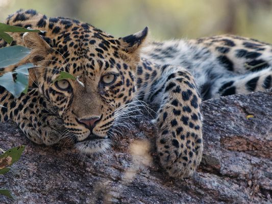 Leopard - Begegnung im Pench Nationalpark