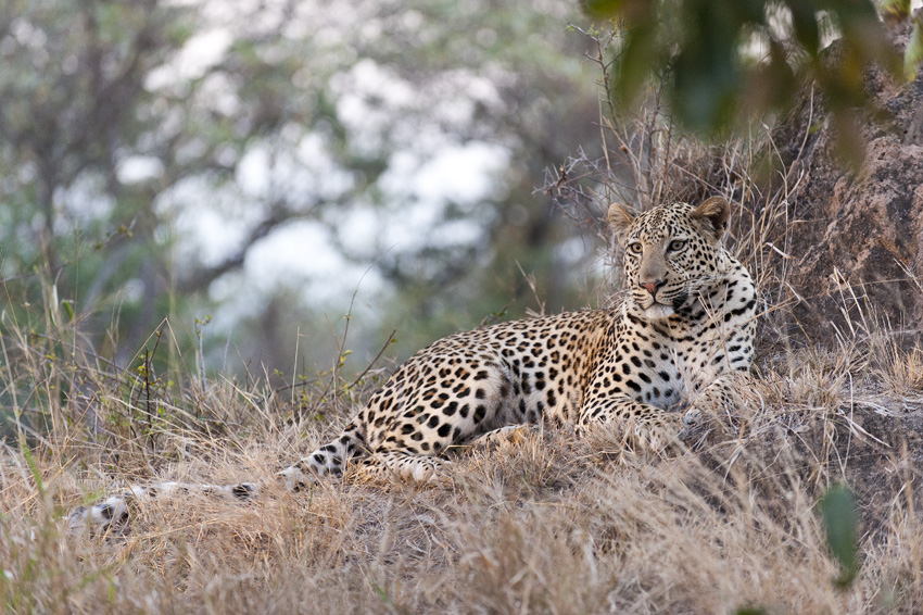 Leopard behält den Überblick