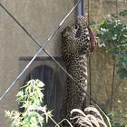 Leopard bei der Fütterung Schnappschuß