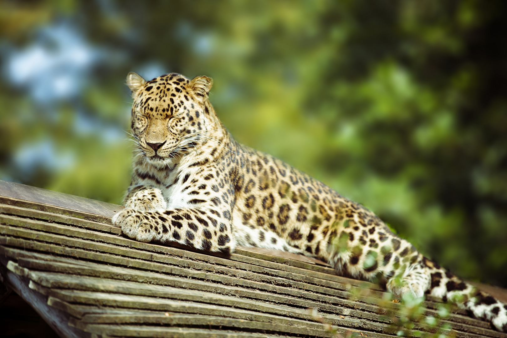 Leopard bei der Mittagsruhe 