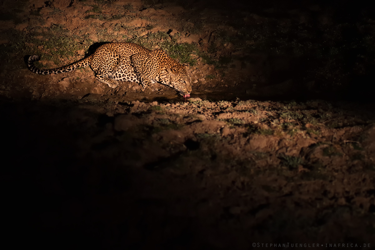 Leopard bei Nacht -