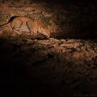 Leopard bei Nacht -