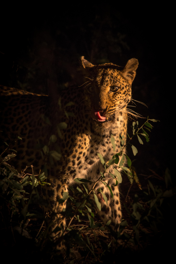 Leopard bei Nacht