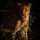 Leopard bei Nacht