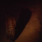 Leopard bei Nacht