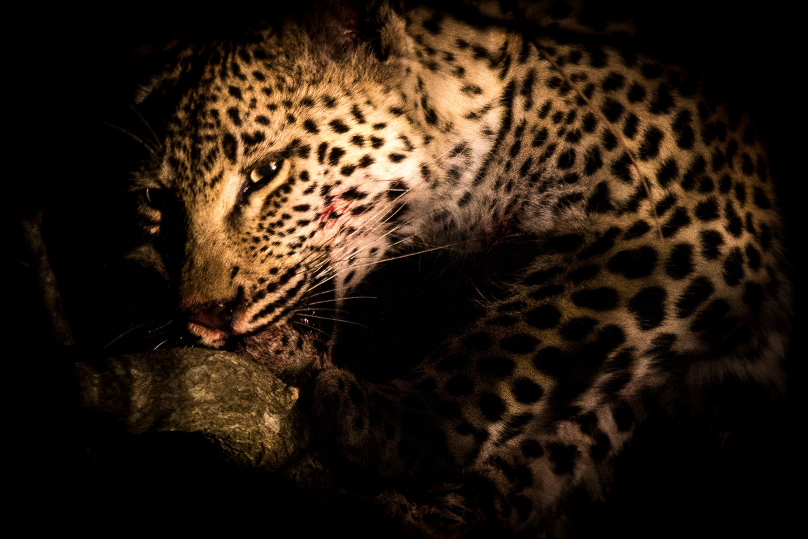 Leopard bei Nacht