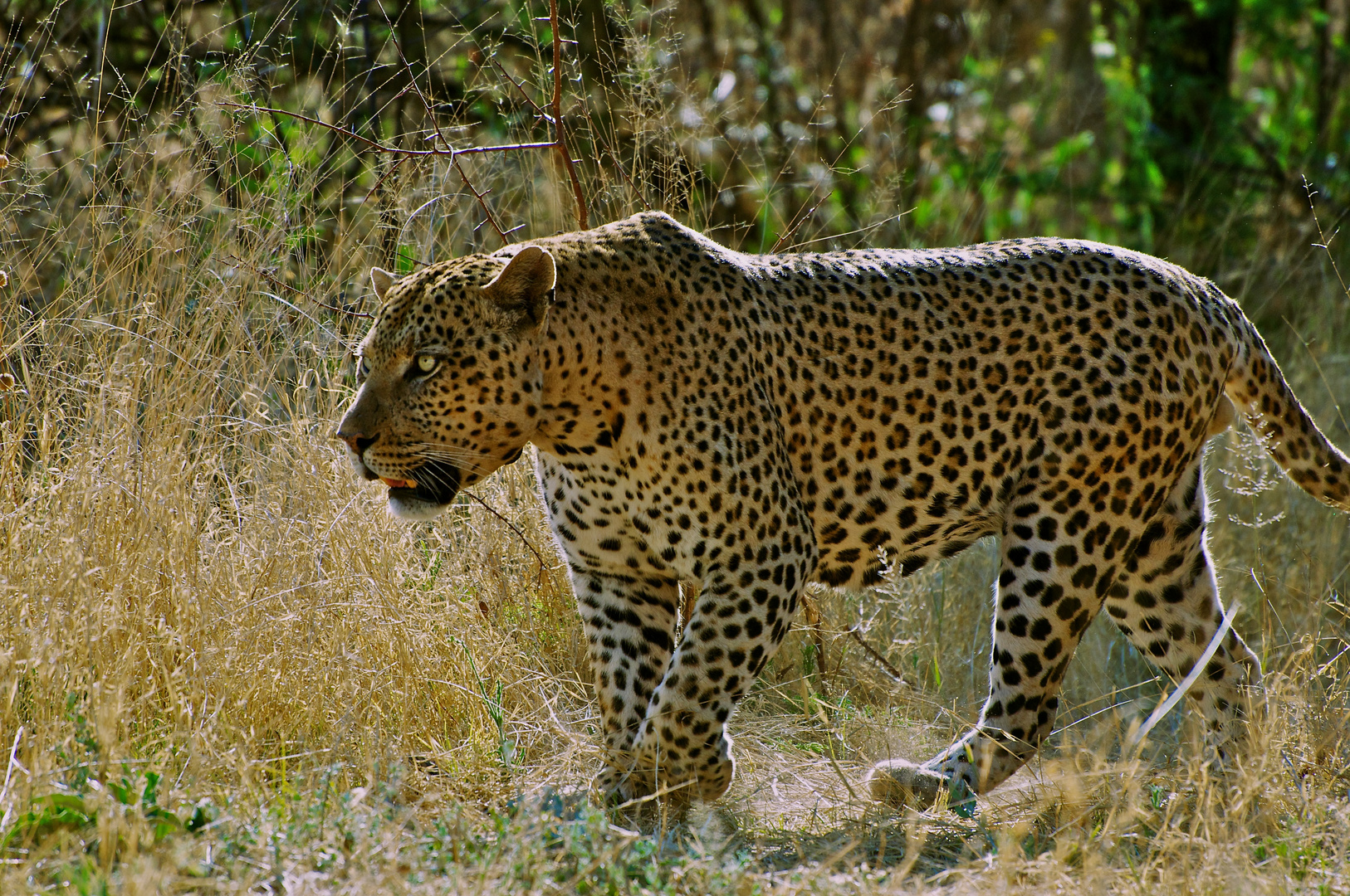 Leopard bei Okonjima