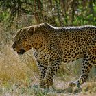 Leopard bei Okonjima