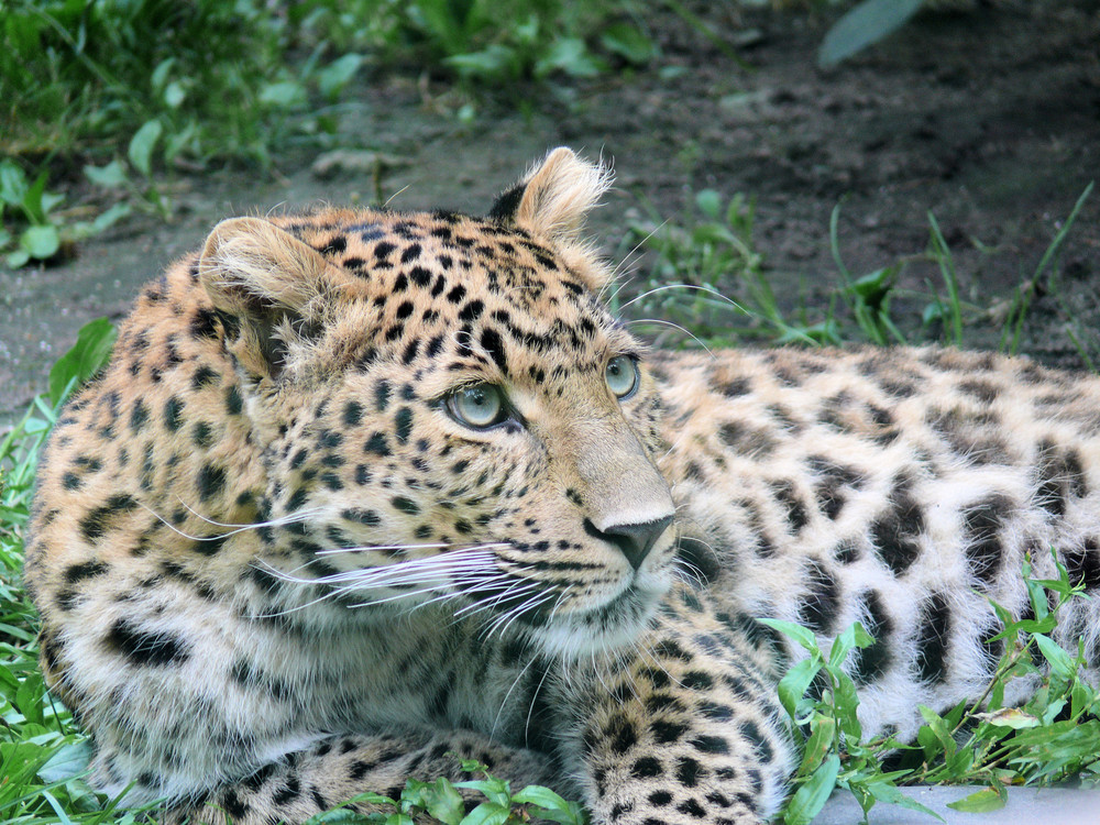 Leopard bei Seinem Mittagsschläfchen