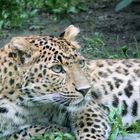 Leopard bei Seinem Mittagsschläfchen