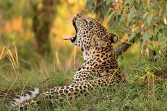 Leopard bei Sonnenuntergang ( Wildlife )