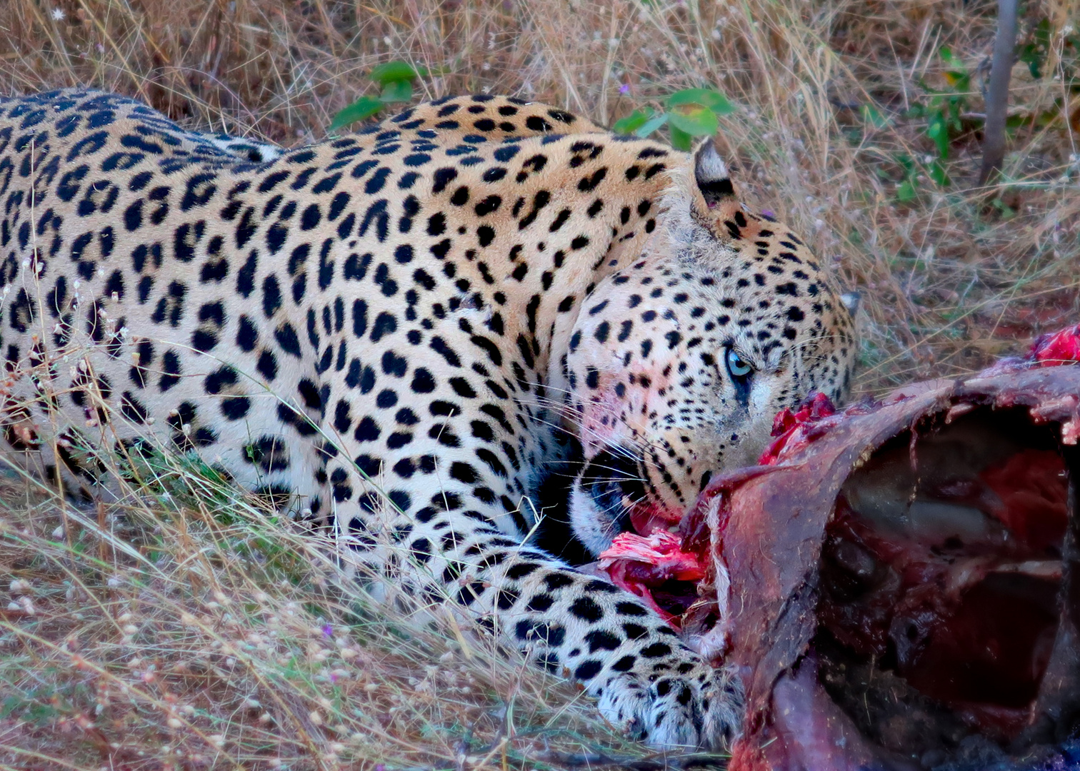 Leopard beim Abendessen