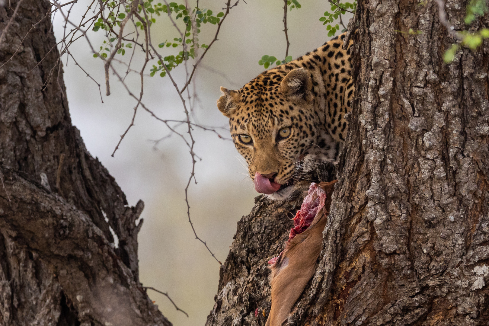 Leopard beim Abendessen