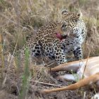 Leopard beim Abendfressen und Carl Zeiss 135mm mit Blende 1,8