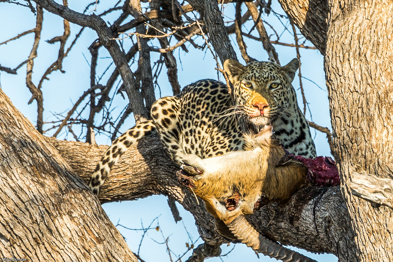 Leopard beim Abendmahl