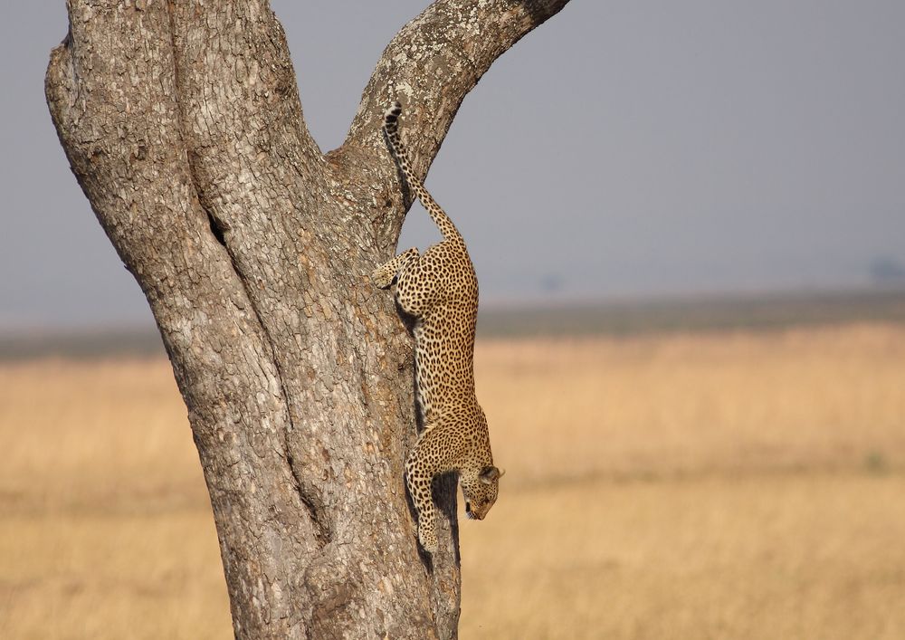 Leopard beim "Abstieg"