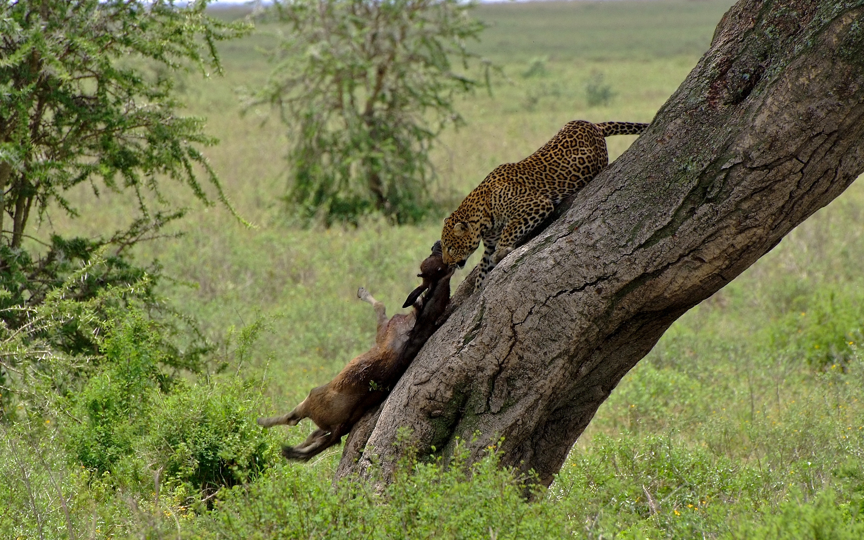 Leopard beim Beute sichern