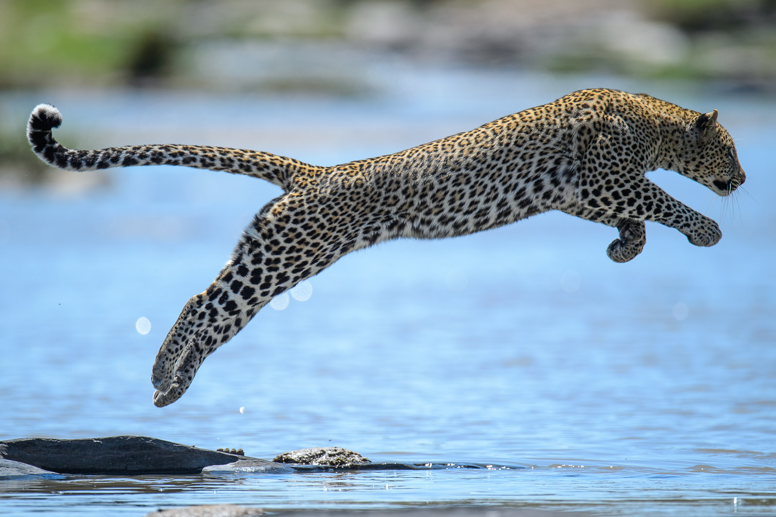 Leopard beim Crossing, Masai Mara, Kenia