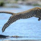 Leopard beim Crossing, Masai Mara, Kenia