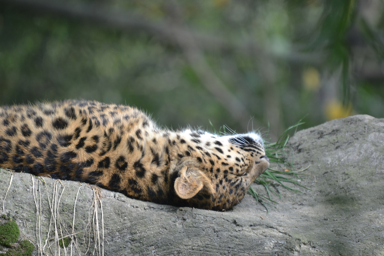 Leopard beim Mittagsschlaf