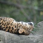 Leopard beim Mittagsschlaf