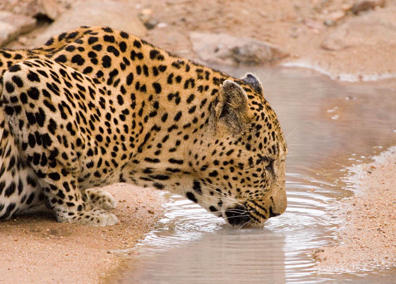 Leopard beim Morgentrunk