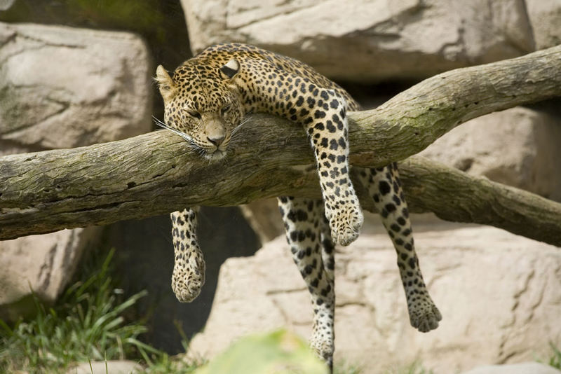 Leopard beim Sonnenbad