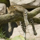 Leopard beim Sonnenbad