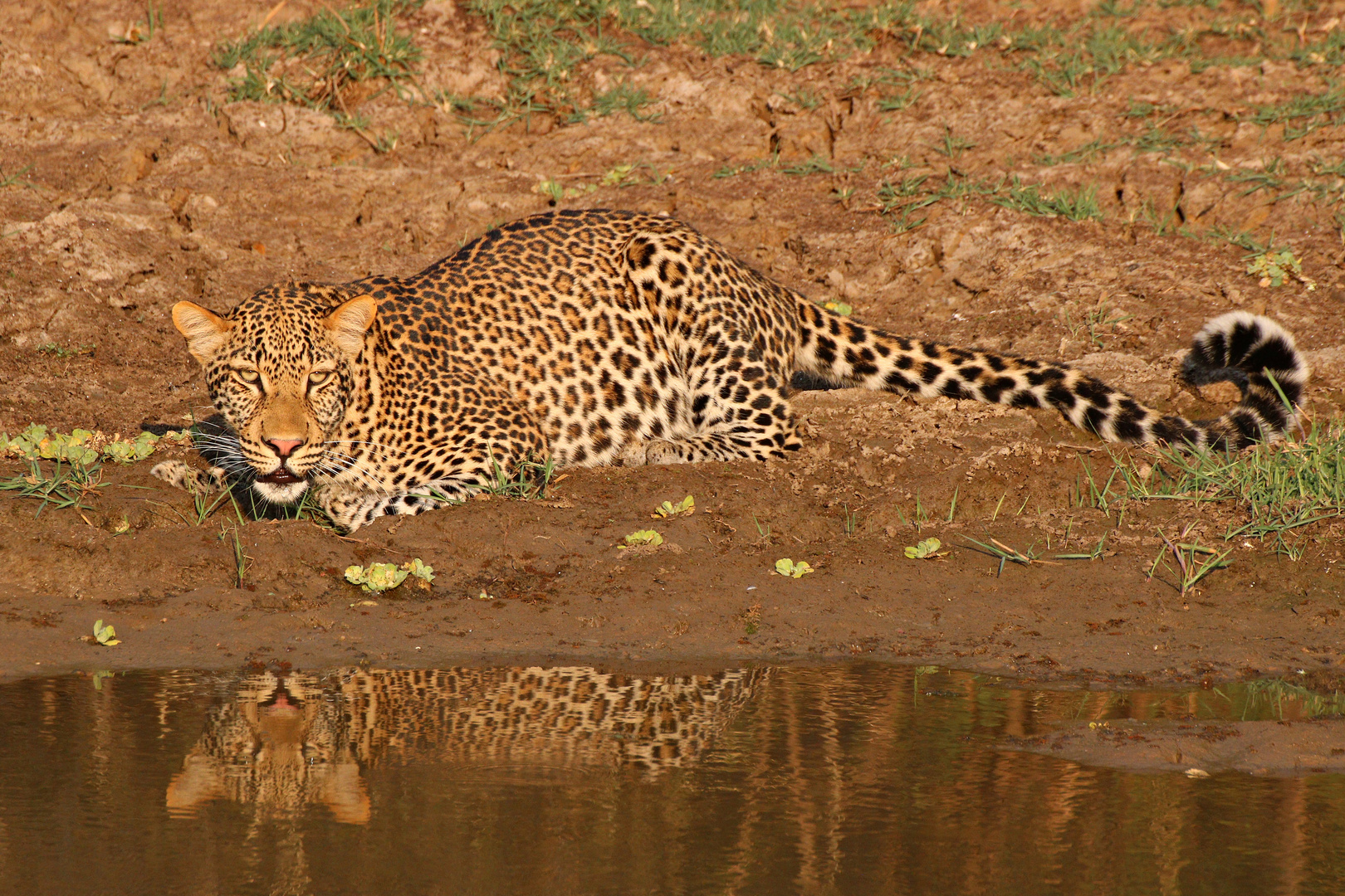 Leopard beim Sonnenbad am Wasser!