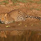 Leopard beim Sonnenbad am Wasser!