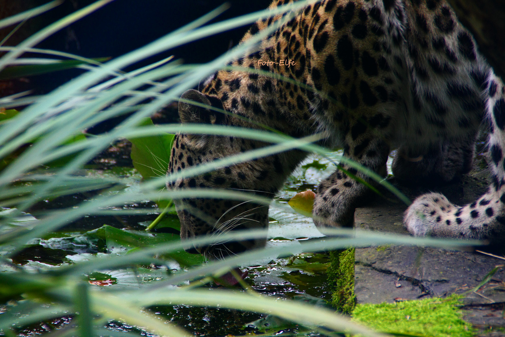 Leopard beim trinken