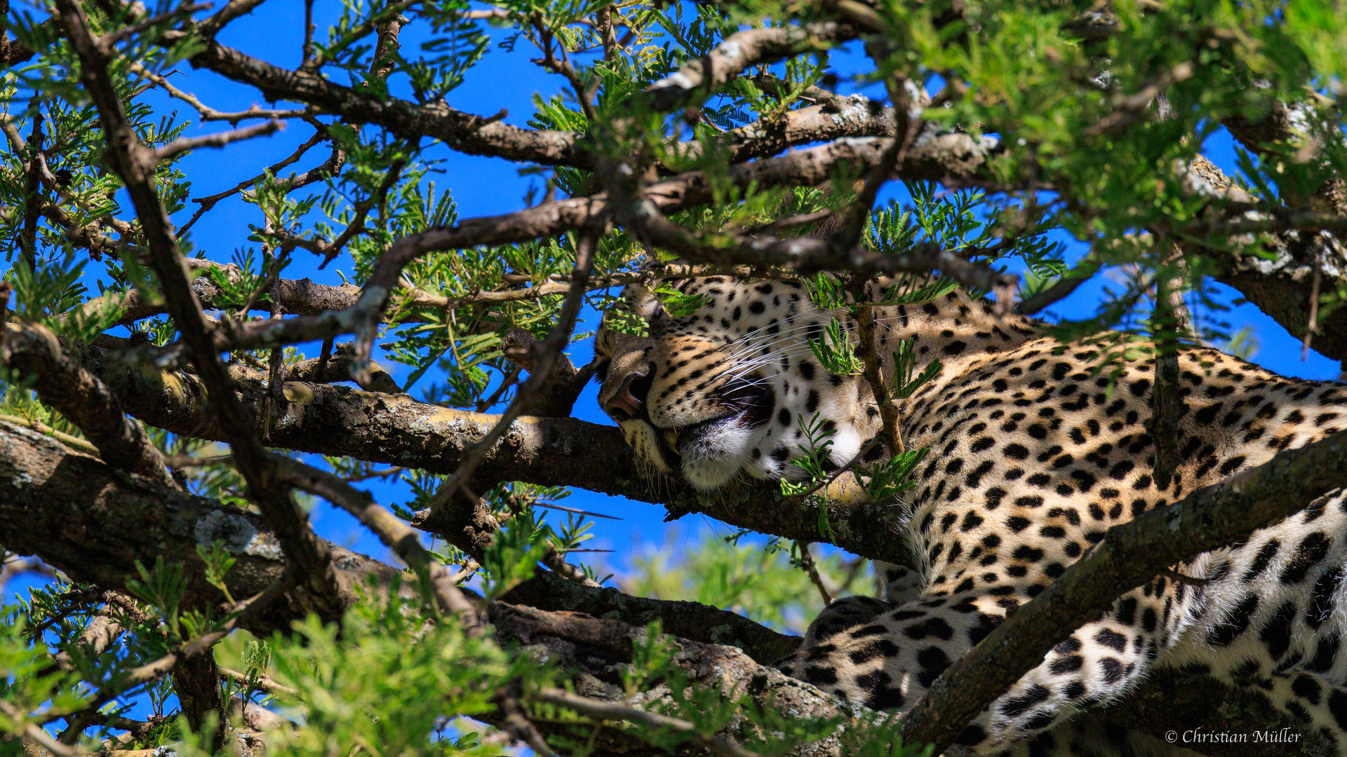Leopard beim Verdauungsschlaf