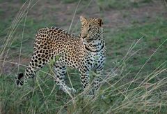 Leopard beobachtet.....