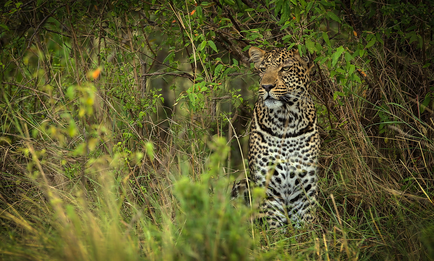 Leopard beobachtet Impalaherde