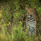 Leopard beobachtet Impalaherde