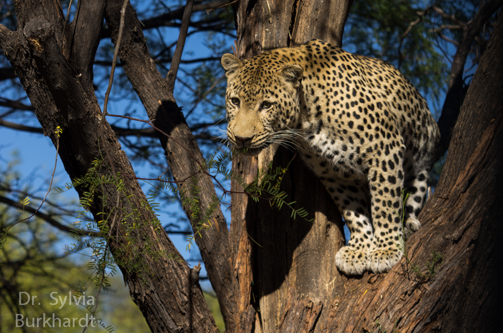 Leopard-Beobachtung