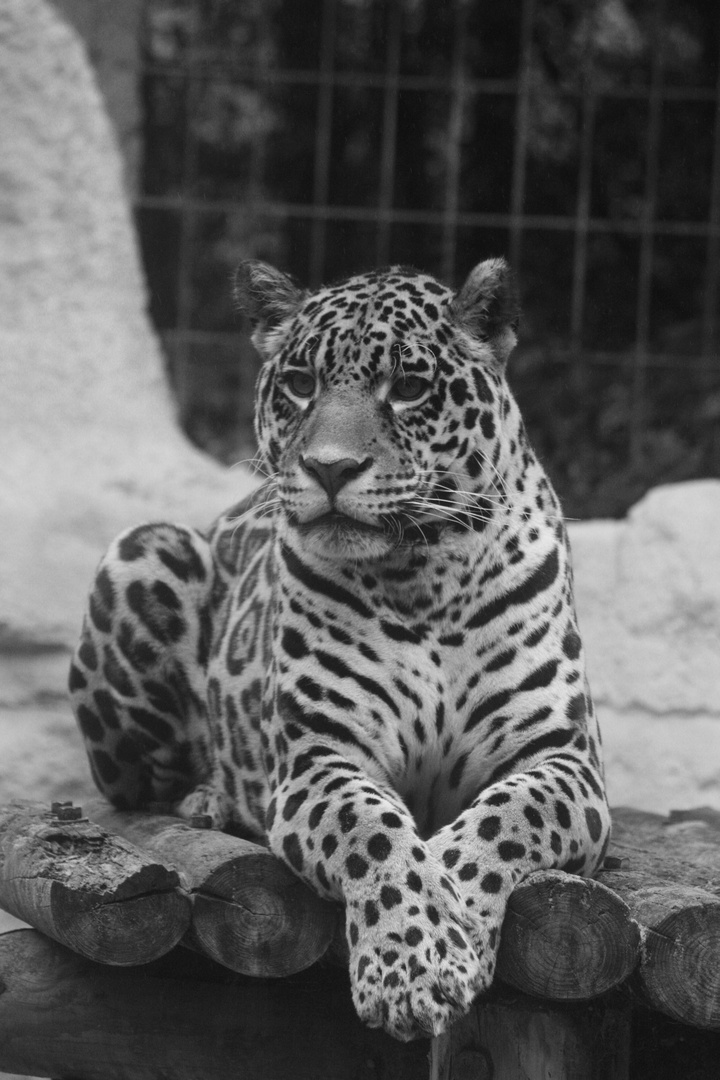 Leopard