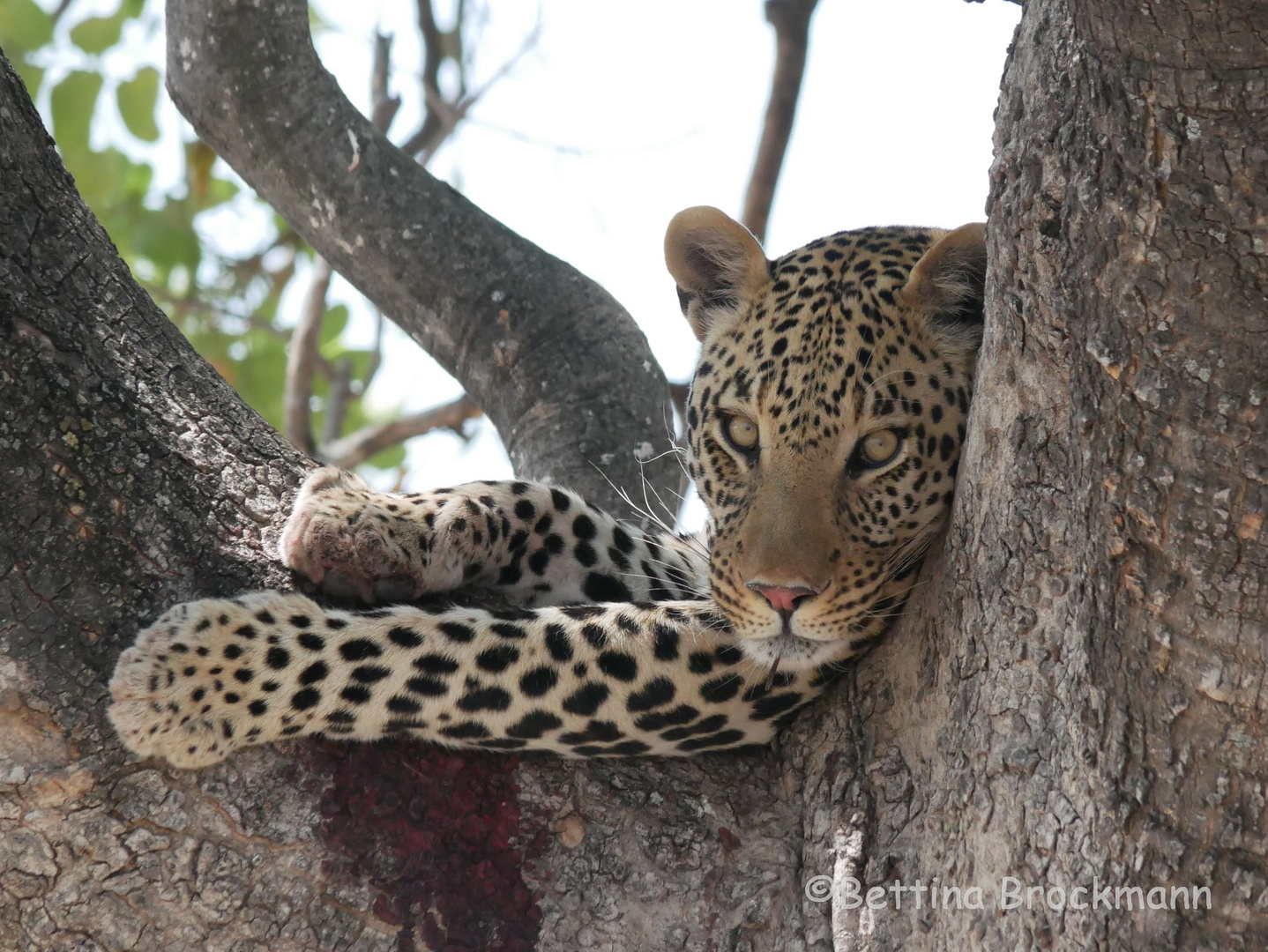 Leopard Botswana 2019