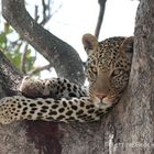 Leopard Botswana 2019