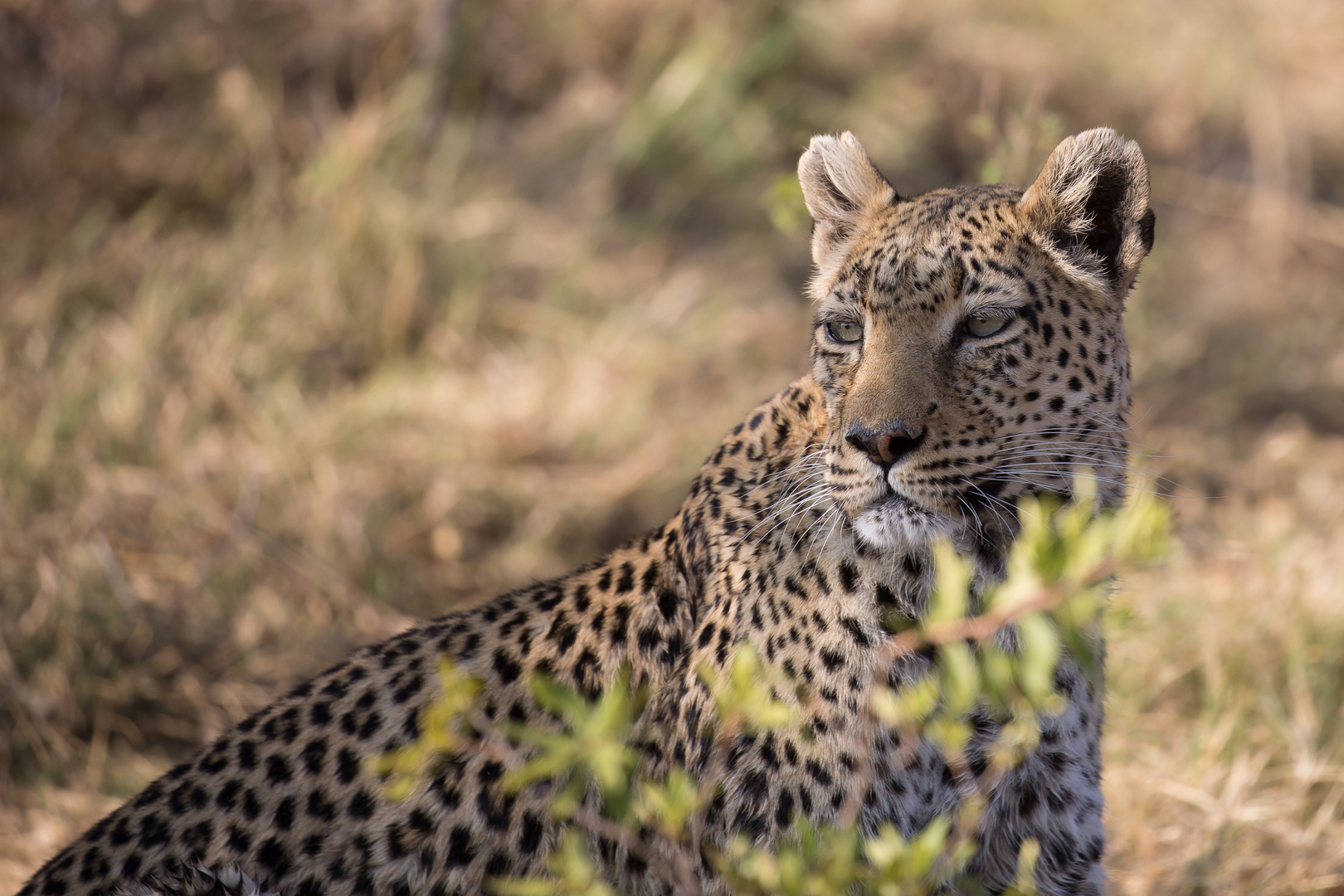 Leopard, Botswana