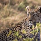 Leopard, Botswana