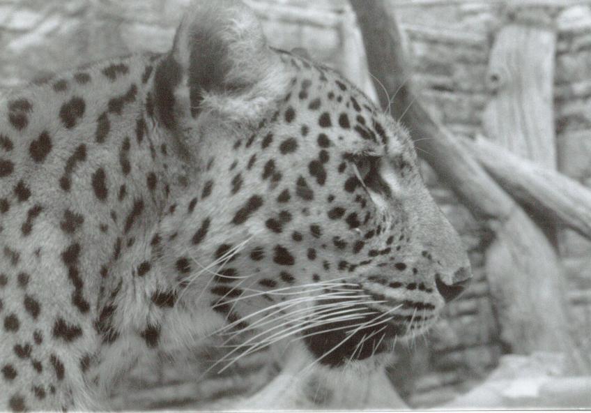 Leopard - Bristol Zoo